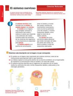 the spanish version of el sistema nervirso is shown in red and white