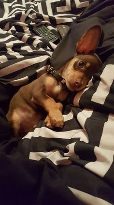 a small dog laying on top of a black and white blanket