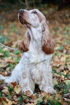 a brown and white dog sitting on top of leaves