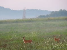 two deer standing in the middle of a field