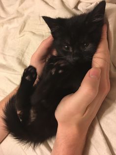 a person holding a black kitten in their hands