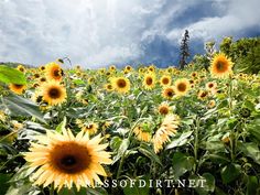 a field full of sunflowers under a cloudy blue sky