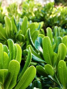 green leaves are growing in the sunlight