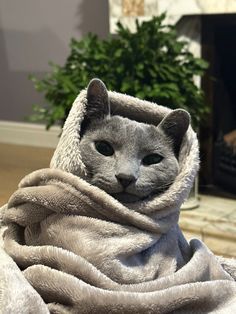 a cat wrapped in a blanket sitting on the floor