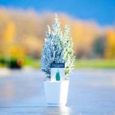 a small white potted plant sitting on top of a cement floor covered in snow