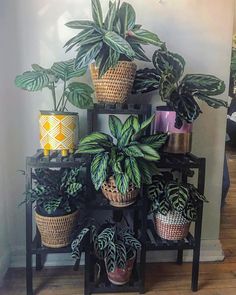 there are many potted plants on the shelf