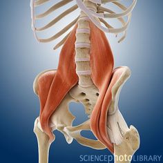 Psoas Iliaque, Punkty Spustowe, Nervus Vagus, Psoas Release, Acupuncture Benefits, Muscle Abdominal, Yoga Anatomy, Psoas Muscle