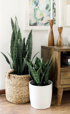 two potted plants sitting on top of a wooden table next to a dresser and lamp