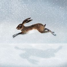 a brown and white rabbit jumping in the air with snow falling on it's back