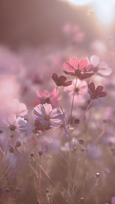 pink and white flowers are in the field with sunlight shining through them, as seen from behind