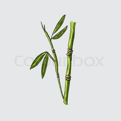 two bamboo stalks with leaves on the stems