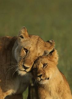 two lions are standing next to each other in the grass and one is rubbing its face against another's head