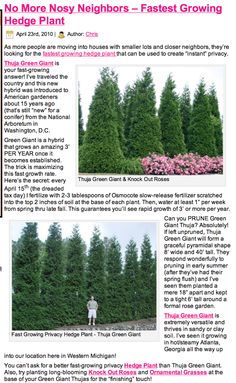 an article in the news about how to grow christmas trees