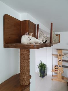 a white cat laying on top of a wooden shelf