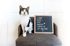 a black and white cat sitting on top of a gray chair next to a sign