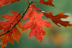 two red maple leaves hanging from a branch in the fall, with green and yellow background