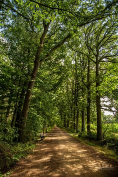 a dirt road surrounded by trees and grass