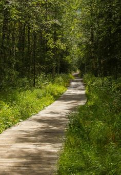 a wooden path in the middle of a forest