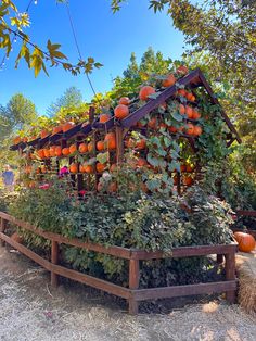 an outdoor garden with lots of pumpkins growing on the top and bottom of it