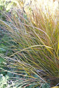 some very pretty looking plants in the grass