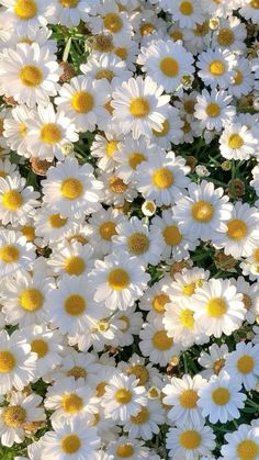 many white and yellow flowers are growing together