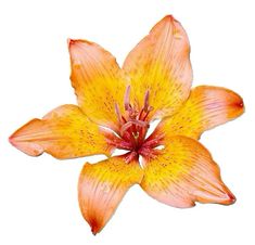 an orange flower with yellow stamens on it's petals and red stamen