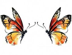 two orange and black butterflies on a white background