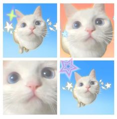 four different pictures of a white cat with blue eyes and stars in the sky above it