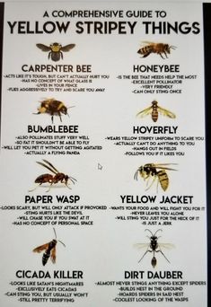 the different types of bees that are in each type of insect, and what they do