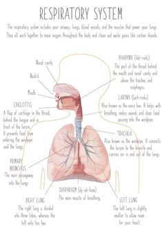 the anatomy of the human body and its major organs, including the heart, lungs, thor