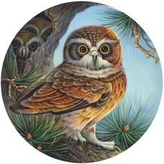 an owl is sitting on a pine tree branch with two other owls in the background