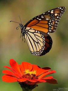 a monarch butterfly flying over a red flower