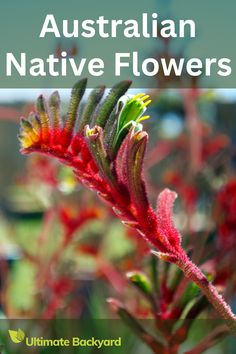 australian native flowers by ultimate backyard guide