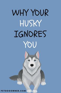 Why your Husky ignores you and how to stop it White Husky, Dog Behaviorist, A Husky, Husky Puppy