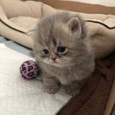 a small kitten sitting on top of a bed next to a pink and black ball