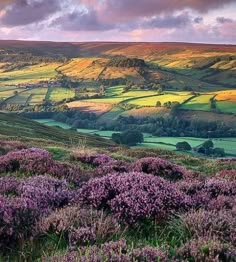 the rolling hills are covered in purple flowers