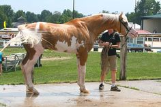 a man standing next to a brown and white horse