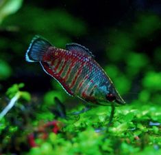 a red and blue fish in the water with green algae around it's edges