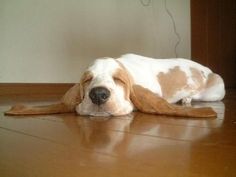 a brown and white dog laying on top of a wooden floor