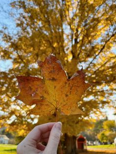 a person holding up a leaf in front of a tree with yellow leaves on it