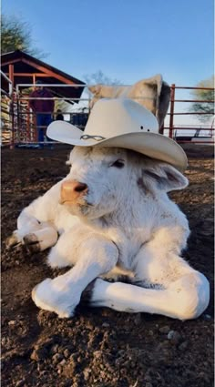 a white cow wearing a cowboy hat laying on the ground