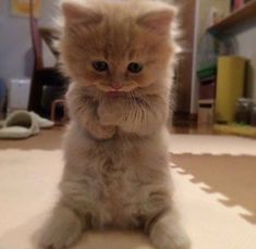 a small kitten sitting on top of a white rug