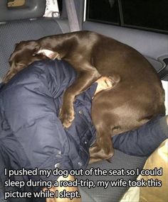 a dog sleeping in the back seat of a car with its head on a pillow