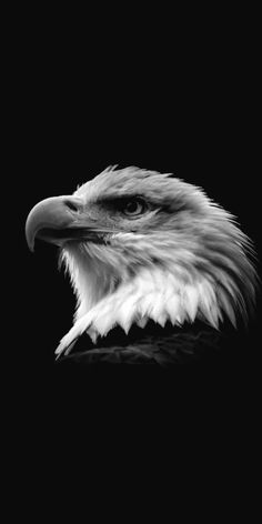 black and white photograph of an eagle's head with the dark background behind it