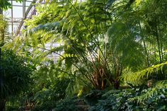 the inside of a greenhouse filled with lots of green plants and greenery on both sides