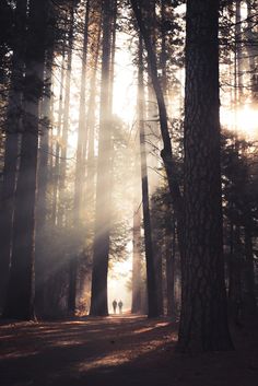 two people are walking through the woods on a sunny day with sun shining through the trees