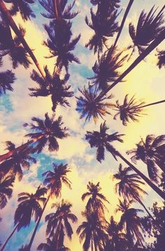 looking up at palm trees in the sky