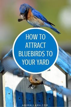 two blue birds flying over a birdhouse with the words how to attract bluebirds to your yard