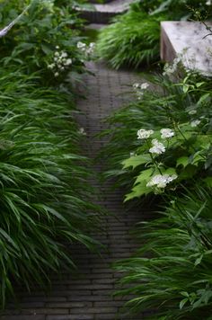 a brick path surrounded by lush green plants and white flowers on either side of the walkway