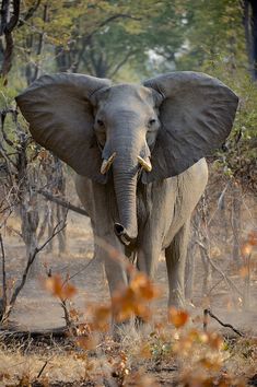 an elephant with tusks standing in the wild